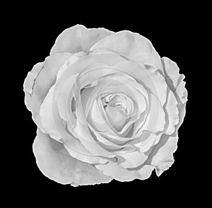 Monochrome fine art still life macro of a single white rose blossom in vintage painting style