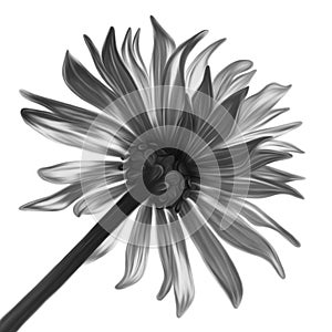 Monochrome flower