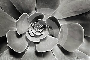 Monochrome Flower