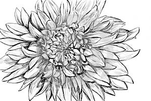 Monochrome flower hand drawn illustration