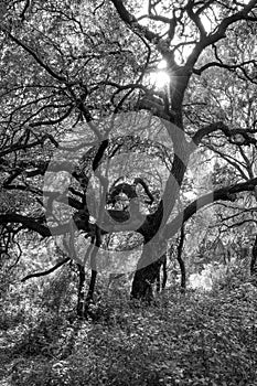 A Monochrome forest portrait with sunlight beams through the branchs of a large Oak Tree