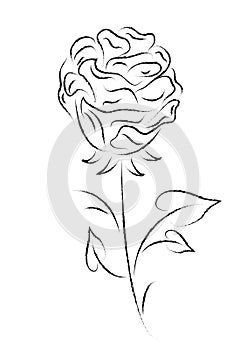 Monochrome full-blown abstract rose on a stem with petals. Black and white hand drawn flower in vector, and jpg, object white