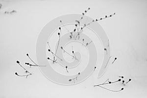 Monochrome grass or tree branches in the snow in Canadian winter