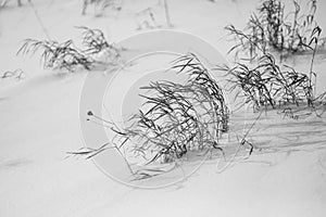Monochrome grass or tree branches in the snow in Canadian winter