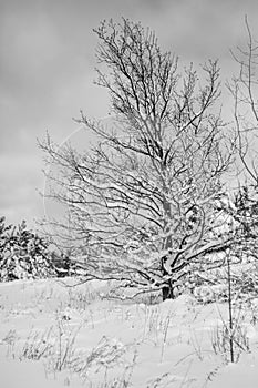 Monochrome grass or tree branches in the snow in Canadian winter