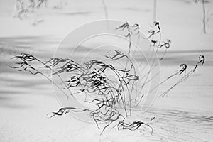 Monochrome grass or tree branches in the snow in Canadian winter