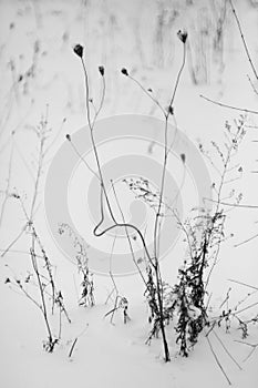 Monochrome grass or tree branches in the snow in Canadian winter