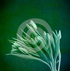 Monochrome green fresh tulips bouquet, vintage painting style fine art still life macro,on textured background