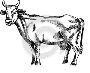 Monochrome hand drawn  black and white cow illustration