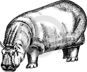 Monochrome hand drawn  black and white hippopotamus  illustration