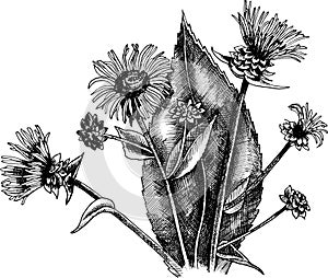 Monochrome hand drawn  black and white inula flowers illustration