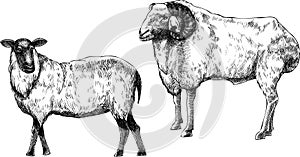 Monochrome hand drawn  black and white sheeps illustration
