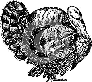 Monochrome hand drawn  black and white turkey illustration