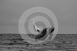 Monochrome Humpback Breach