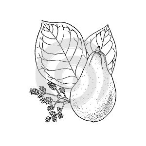 Monochrome illustration drawing of avocado Persea Americana on white