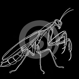 A monochrome illustration of a mantis featuring elongated legs and antennae.