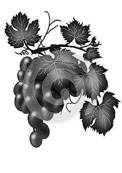 Monochrome illustration of wine grapes