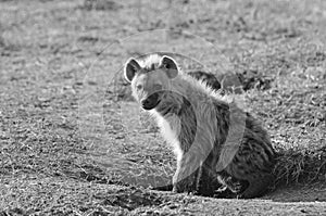 Monochrome image of a adolescent Hyeana on the African Plains