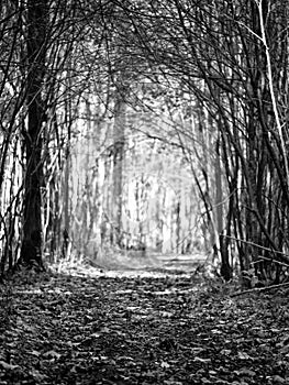 Monochrome image of an autumn road with fallen leaves which goes through a forest tunnel