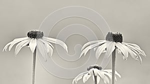 Monochrome image: close-up of the blossoms of the orange coneflower rudbeckia fulgida