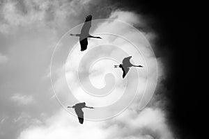 Monochrome image of cranes flying and backlit by the sun