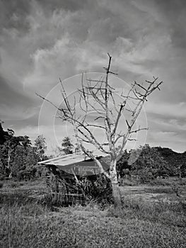 Monochrome image of dead tree and abandoned wooden hut during cloudy day.