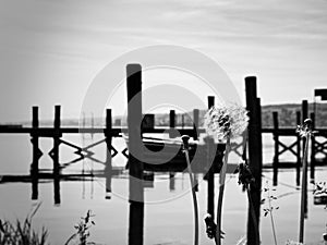 Monochrome image of a dock with dandelions at the water's edge