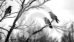 Ravens on Bare Branches in Black and White