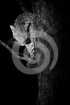 Monochrome image of a Female leopard in a tree at night