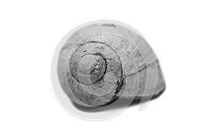 Monochrome image, garden snail shell close up macro shot isolated