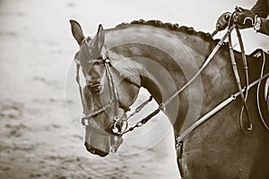 Monochrome image of a horse with a bridle on its muzzle, which is held by the reins by a rider