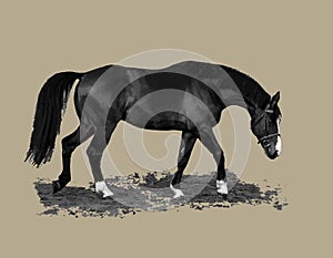 Monochrome image of a horse isolated