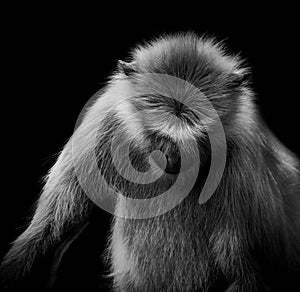 Monochrome image of Langur monkey