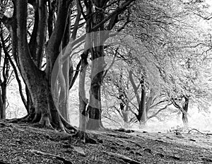 Monochrome image of misty beech woodland with large ancient tree