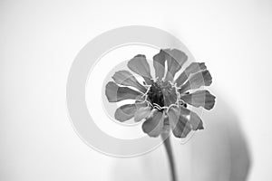 Monochrome Image of Red Petals and Pistil Yellow Stamen Flower