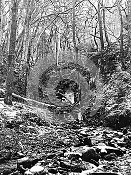 Monochrome image of snow covered woodland with steep hillside stream running over rocks and boulders