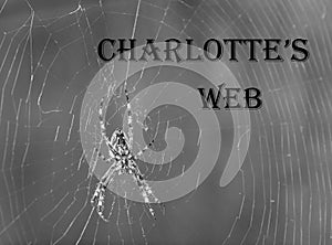 Monochrome Image of Spider Charlotte`s Web