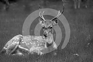 Monochrome image of a spotted deer munching grass.