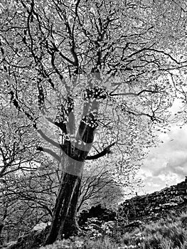 monochrome image of a tall old beech tree in spring with bright leaves contrasting with dark trunk and branches growing on a