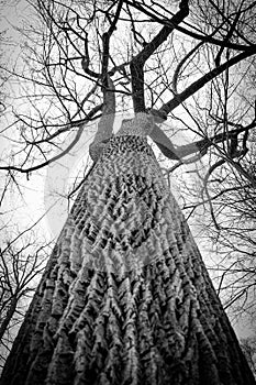 A tall winter tree in a forest