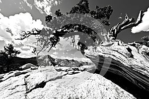 Monochrome image of a tree in Bryce Canyon National Park, Utah photo