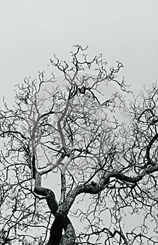 Monochrome image of a tree with dry branches standing against the sky