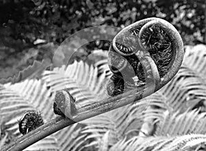 Monochrome image of an unfurling fern leaf in close up with complex spiral unfolding pattern