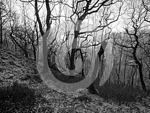 Monochrome image of a winter forest on a hillside with backlit twisted dark trees against the light on a sloping hillside