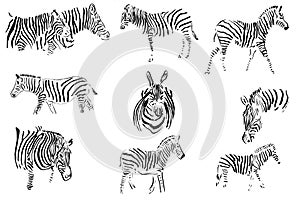 monochrome image of a zebra in different angles. isolated on a white background.