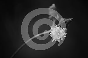 Monochrome Imperfect Taraxacum sp Flower and Buds