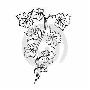 Monochrome Ivy Vine Drawing: Graphic Black Outlines, Flat Vector