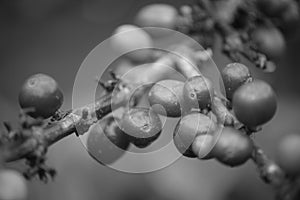 Monochrome Kopi Lintong Beans Arabica Typica From Lintongnihuta, Humbang Hasundutan, North Sumatra, Indonesia