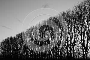 Monochrome landscape trees silhouette mystic nature bw