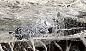 Monochrome large American Alligator laying on bank of Suwannee River in Okefenokee Swamp